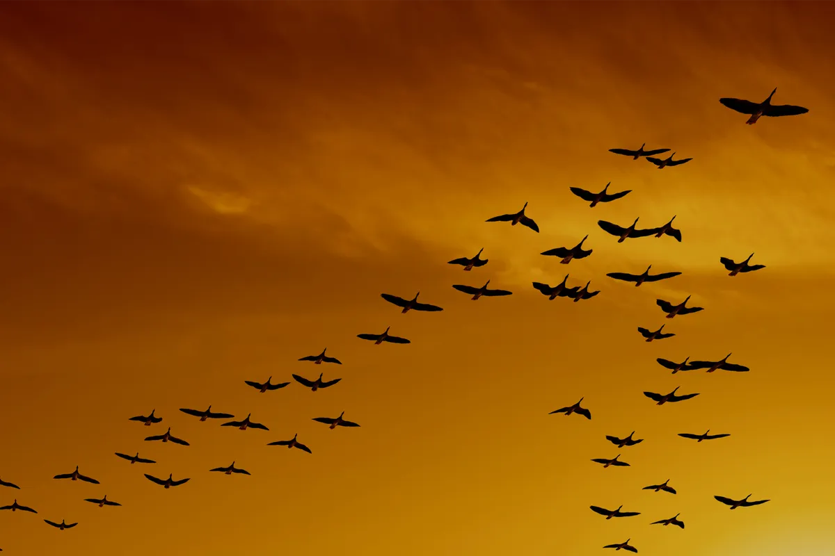 Comment maîtriser la fonction achats transfrontalière