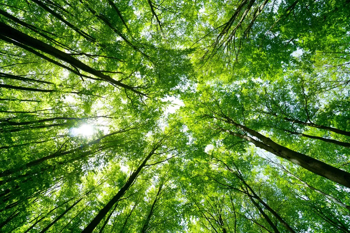 Intégrer le developement durable a vos activités d'achats